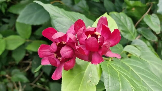 Calycanthus floridus 'Aphrodite' a deciduous summer flowering shrub plant with a red summertime flower commonly known as sweetshrub or Carolina all spice, gardening stock video footage clip