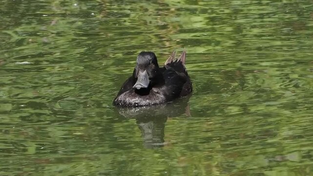 New Zealand scaup (Aythya novaeseelandiae) commonly known as a black teal, a native diving duck species swimming in its freshwater habitat, birds stock video footage clip