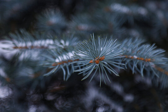 Close up of blue spruce needles on a branch
