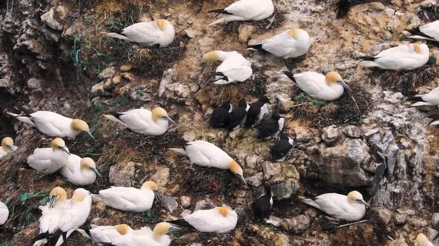 Large gannet colony on an isolated rock island surrounded by crashing waves in the north of Iceland, St&oacute;ri-Karl
