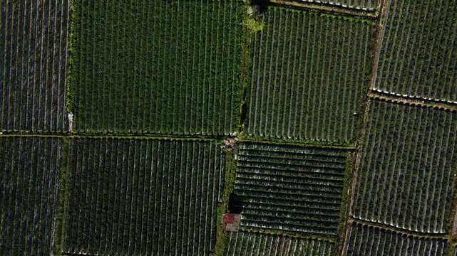 Top down aerial view of parallel crop rows forming abstract green pattern in Sembalun Lombok