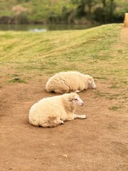 Obraz premium sheep and lamb
