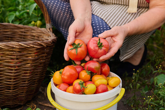 An adult gathers ripe tomatoes from a garden and places them in a white bucket. A wicker basket sits nearby filled with more tomatoes. The sun is shining