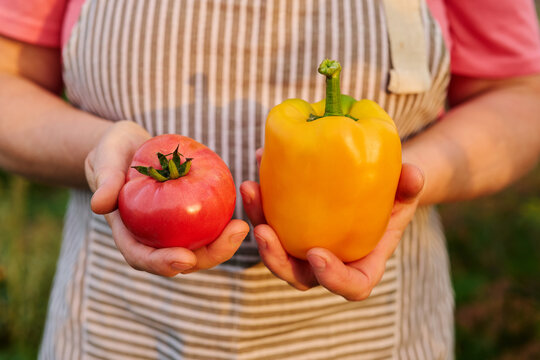 In a garden, a person holds a red tomato in the left hand and a yellow bell pepper in the right hand. Sunlight shines on the fresh produce