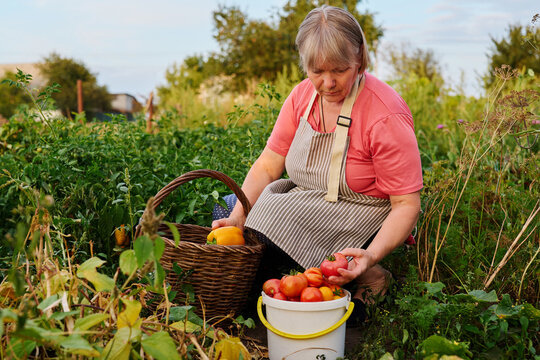 A woman gathers tomatoes in a garden. She wears an apron and holds a basket while placing the tomatoes into a white bucket. The sun is low in the sky