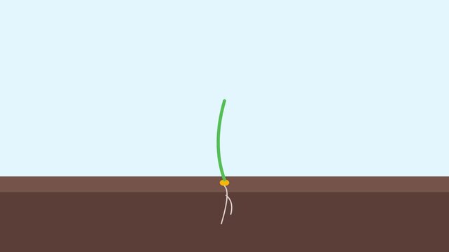 Sprouting Plant Growing Heart Leaves in Minimalist Flat Illustration