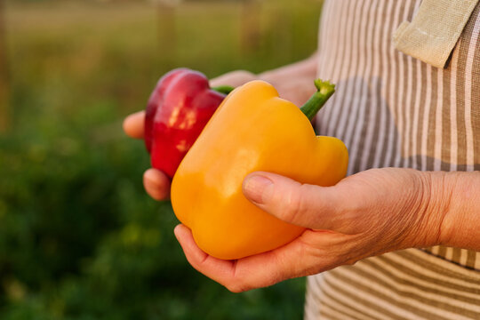 A person stands in a garden, holding a red bell pepper in one hand and a yellow bell pepper in the other hand. The sun sets in the background