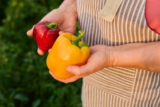 A person stands in a garden and holds a red pepper in one hand and a yellow pepper in the other hand. The sun is shining and plants are around