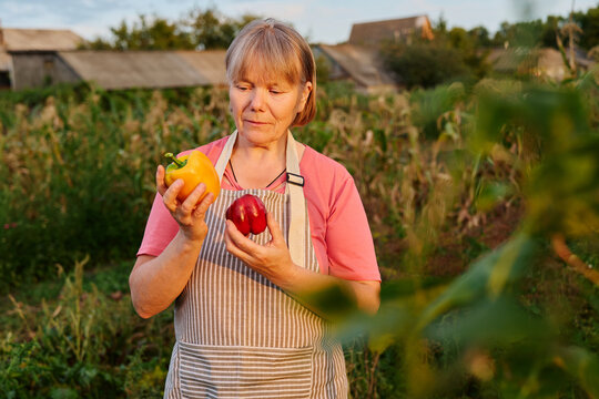 A woman in a garden looks at yellow and red bell peppers in her hands. She stands among plants with buildings in the background during the evening