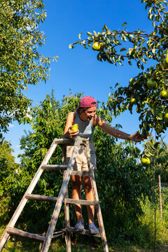 the process of harvesting pears