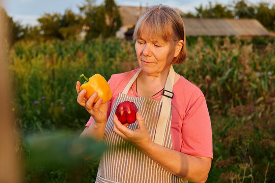 A woman examines yellow and red bell peppers in a garden. The sun is setting, casting warm light on the plants around her. She wears an apron
