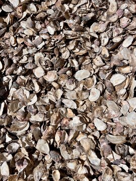 Many Oyster Shells