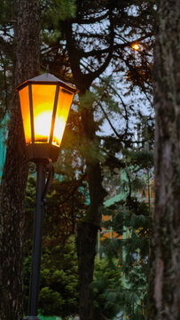Lantern glowing among pine trees at dusk, warm vintage street light creating an atmospheric scene in a wooded park.