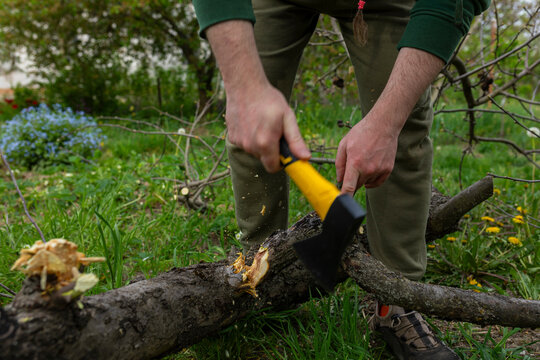 felling a tree