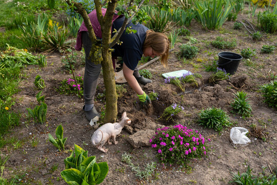 A woman is planting flowers.