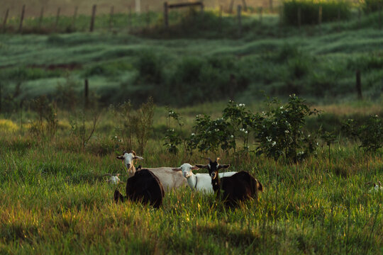 Goats in Morning Pasture
