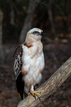 Eagle Stands on Branch in Forest During Daylight Hours