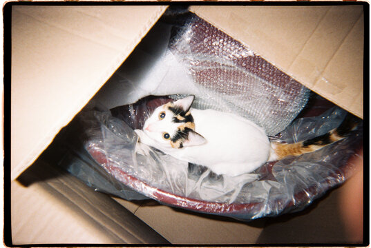 Calico cat exploring box 
