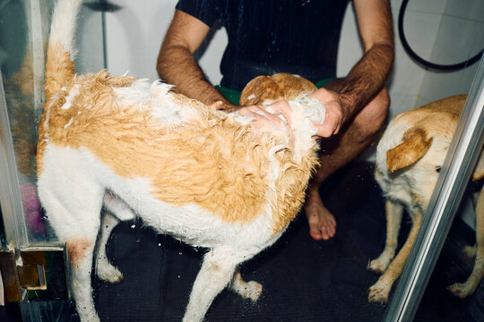 Anonymous man washing his dogs at home