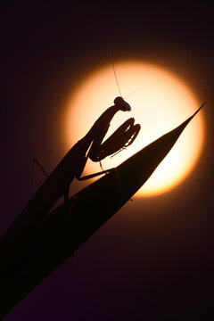 Mantis, puesto de Sol. Macro