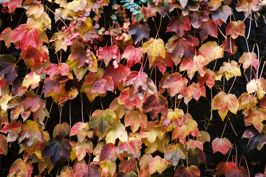 Wall of Colorful Leaves Covering a Surface Neatly