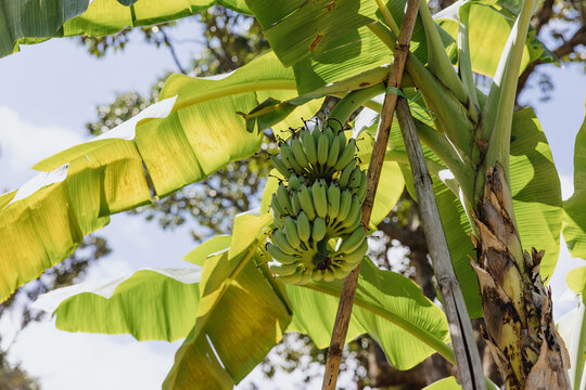 Green banana bunch growing on tropical banana plant