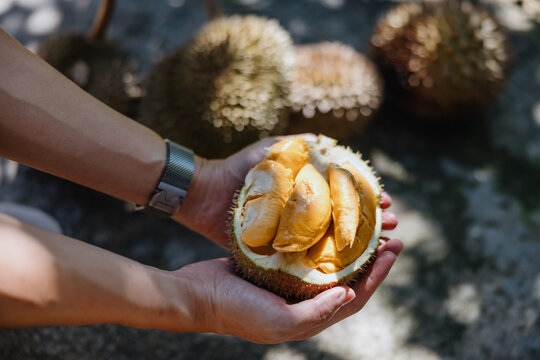 Hands Holding Open Durian with Ripe Yellow Flesh