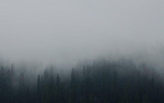 Coniferous Forest Shrouded in Fog.