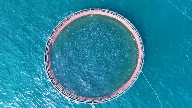 Aerial view of circular fish farm cages in the ocean