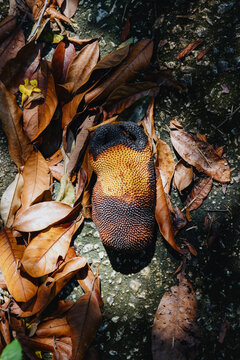 Overripe jackfruit fallen on forest floor among dry leaves