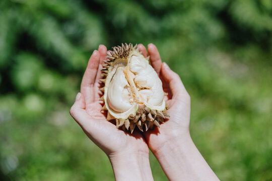 Hand holding opened durian with creamy white flesh outdoors