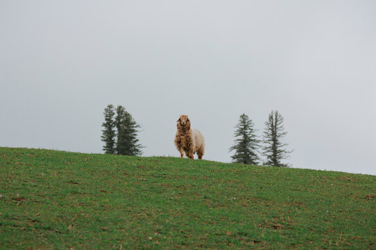 A Solitary Sheep Gazing Curious on the Ridge.
