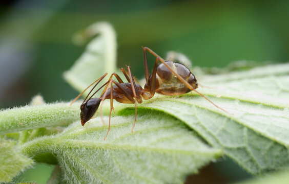 Close View of an Ant on a Green Leaf in a Natural Setting