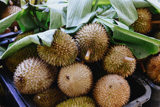 Fresh harvested durians covered with banana leaves