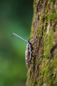 Longhorn Beetle Climbing a Tree Trunk in the Forest