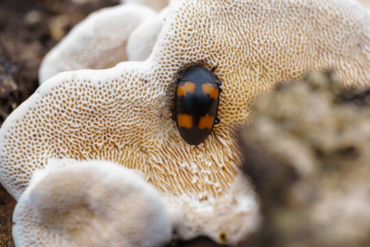 Small Beetle Feeding on Mushroom