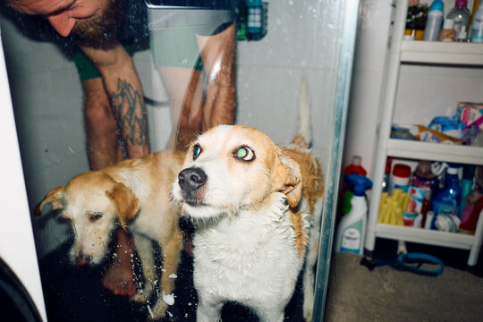 Man washes his two dogs at home