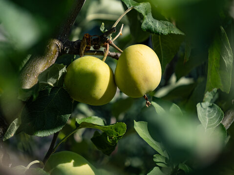Ripening Apples in Sunlight