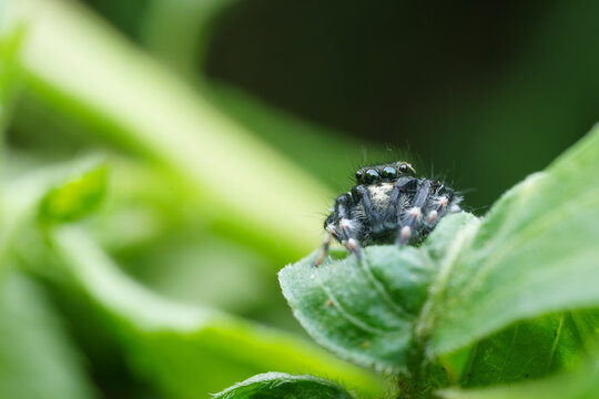 Spider Sits on Green Leaf in Garden During Sunny Day