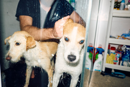 Dogs in the shower area