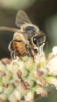 Honey Bee Feeding on Nectar from White French Lavender in Vertical 9:16 HD macro footage of a honey bee (Apis mellifera) moving between individual florets of white French lavender (Lavandula stoechas)