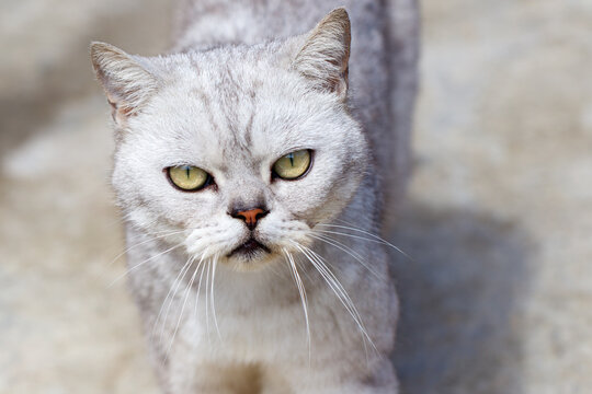 Gray tabby cat stares intently at camera
