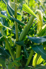 Naklejka premium Green corn plant with fresh, tightly wrapped ears