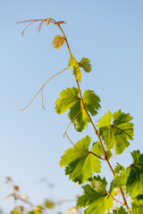 Naklejka premium Bright green grapevine leaves against clear blue sky