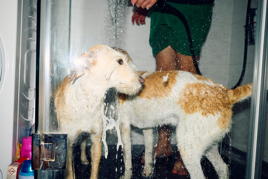 Anonymous man gives his dogs a proper wash at home