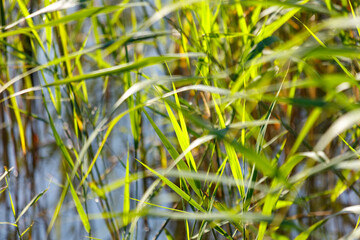 Fototapeta premium Tall green reeds sway gently in a calm, sunlit pond