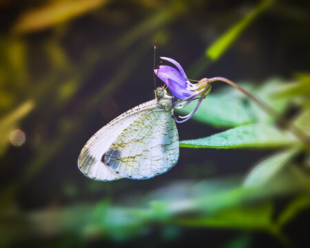 Pale green Psyche butterfly resting on a drooping purple flower with folded wings
