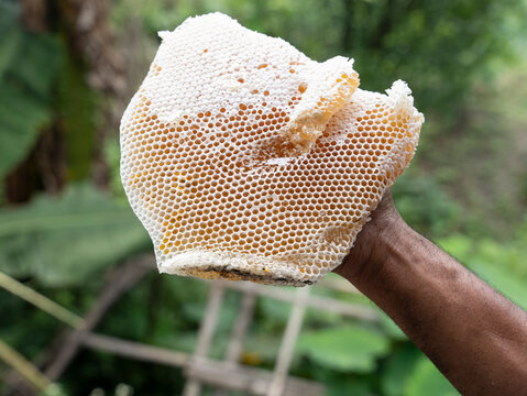 Traditional Bee Keeping 