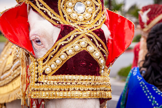 Close up of a decorated horse at an Indian wedding