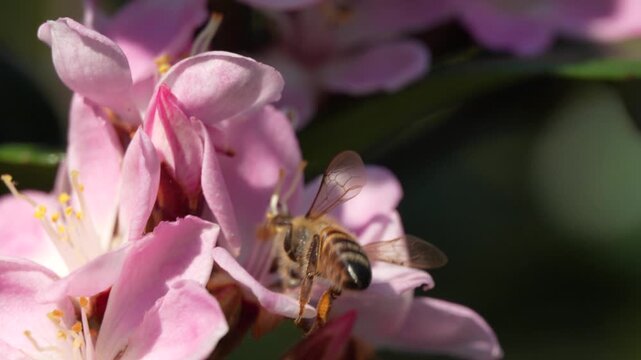 Honey Bee Flying Around Pink Indian Hawthorn Blossoms in Slow Motion. 
Macro slow-motion footage of a honey bee (Apis mellifera) flying around pale pink Indian hawthorn (Rhaphiolepis indica) blossoms.